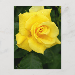 Postal Rosa Friesia:Postcard