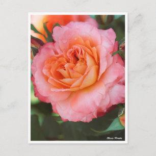 Postal Rosa Fruite