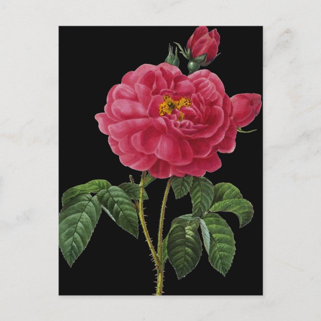 Postal Rosa Gallica (Anverso)