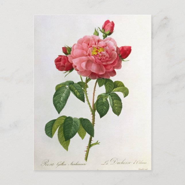 Postal Rosa Gallica Aurelianensis (Anverso)