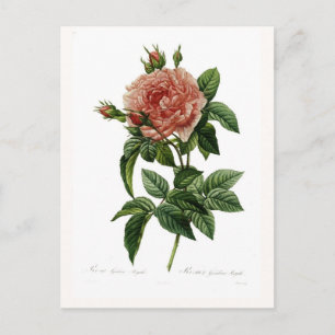Postal Rosa gallica regalis