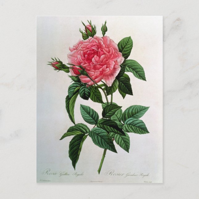Postal Rosa Gallica Regallis (Anverso)