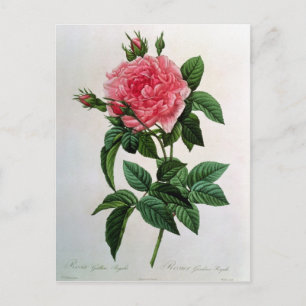 Postal Rosa Gallica Regallis