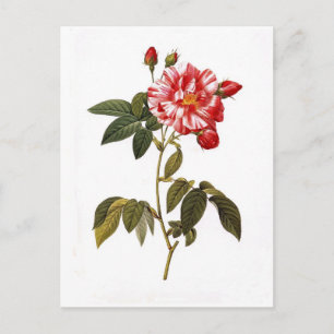 Postal Rosa gallica versicolor