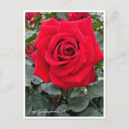 Postal Rosa Gartenzauber '84