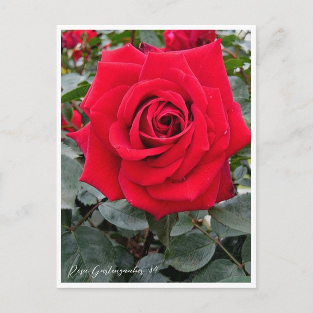 Postal Rosa Gartenzauber '84 (Anverso)