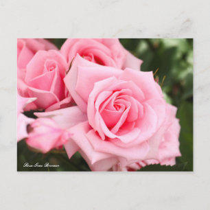 Postal Rosa Gene Boerner [Postal]