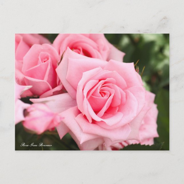 Postal Rosa Gene Boerner [Postal] (Anverso)