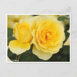 Postal Rosa Gold Bunny