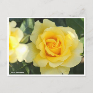 Postal Rosa Gold Bunny