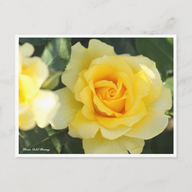 Postal Rosa Gold Bunny (Anverso)