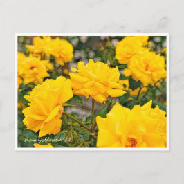 Postal Rosa Goldmarie '84