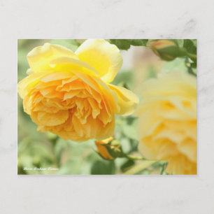 Postal Rosa Graham Tomas