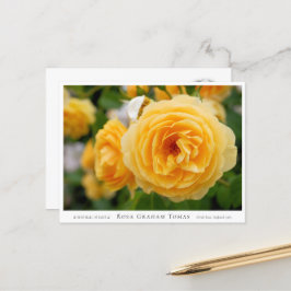 Postal Rosa Graham Tomas