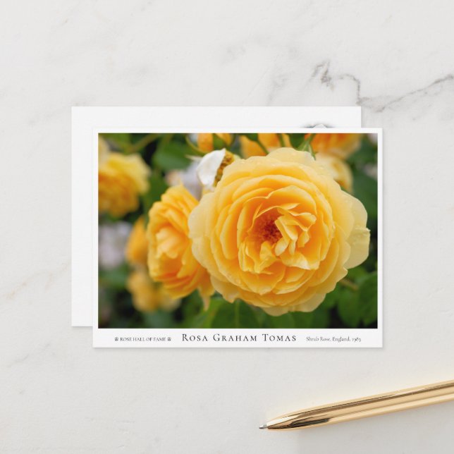 Postal Rosa Graham Tomas (Anverso/Reverso In Situ)