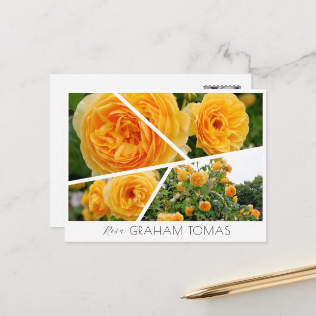 Postal Rosa Graham Tomas (Anverso/Reverso In Situ)
