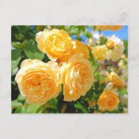 Rosa Graham Tomas [Postcard]