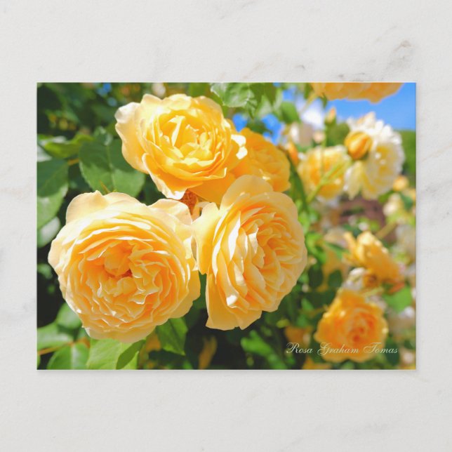 Postal Rosa Graham Tomas [Postcard] (Anverso)