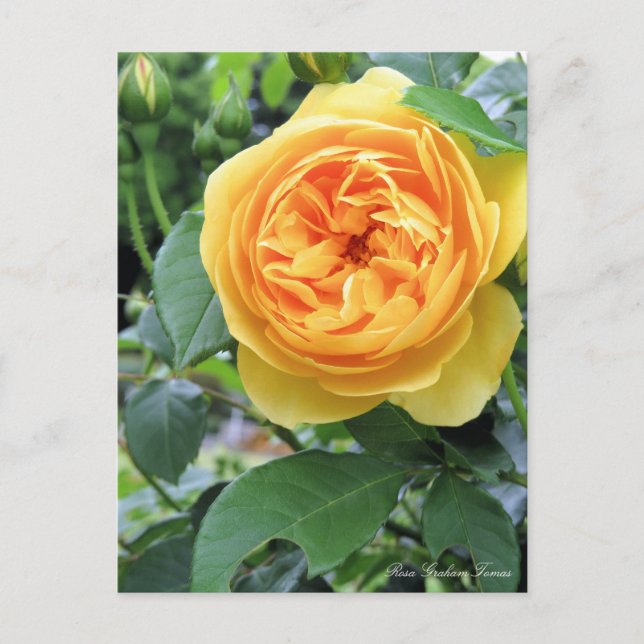 Postal Rosa Graham Tomas:Postcard (Anverso)