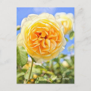 Postal Rosa Graham Tomas [Postcard]