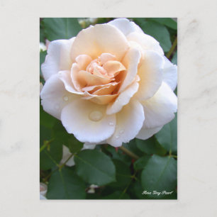 Postal Rosa Gray Pearl [Postal]