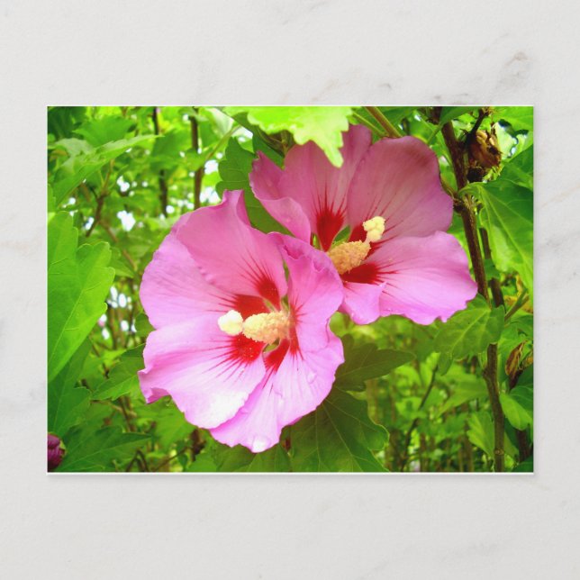 Postal rosa Hibiscus (Anverso)