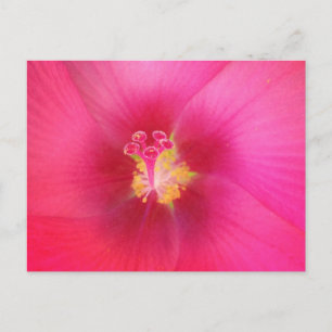 Postal rosa Hibiscus