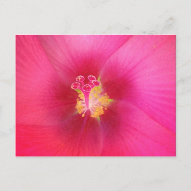 Postal rosa Hibiscus (Anverso)