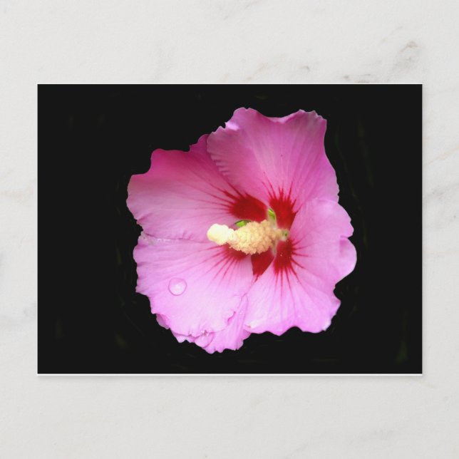 Postal rosa Hibiscus (Anverso)