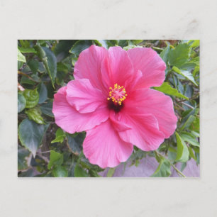 Postal rosa Hibiscus, personalizar