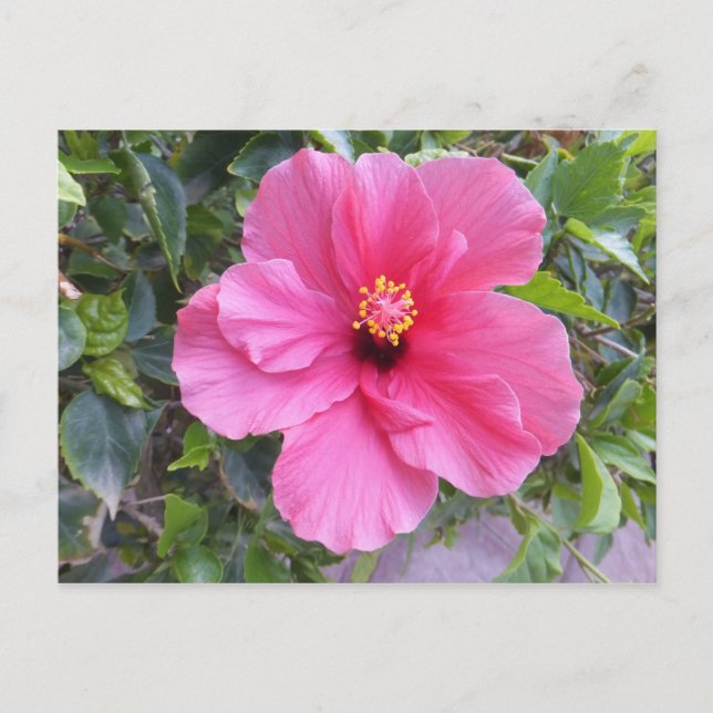 Postal rosa Hibiscus, personalizar (Anverso)