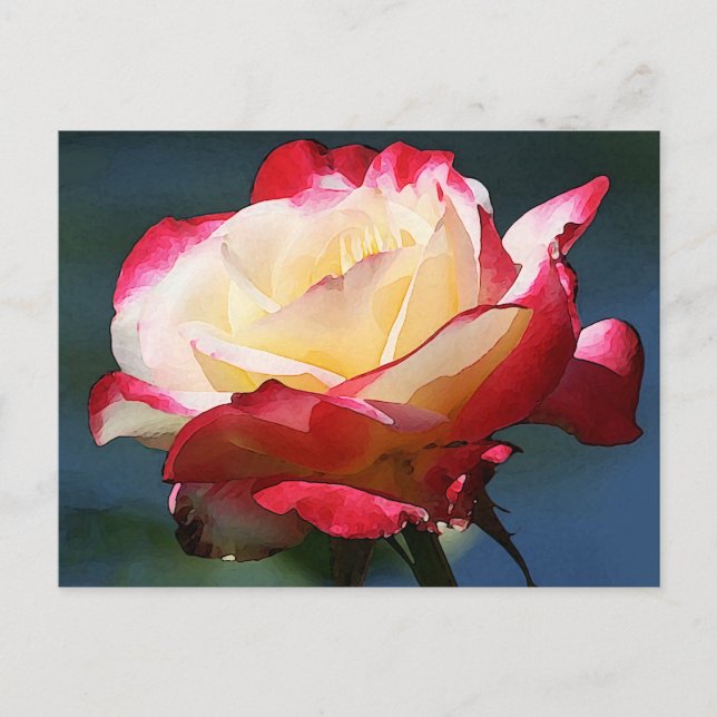 Postal rosa híbrido de té "Double Delight" (Anverso)