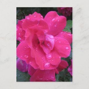 Postal Rosa húmedo