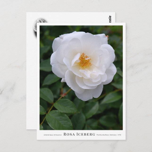 Postal Rosa Iceberg (Anverso / Reverso)