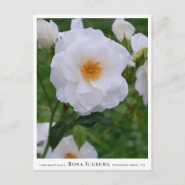 Postal Rosa Iceberg