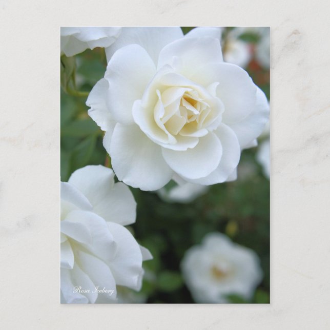 Postal Rosa Iceberg [Postal] (Anverso)