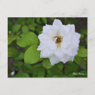 Postal Rosa Iceberg [Postal]