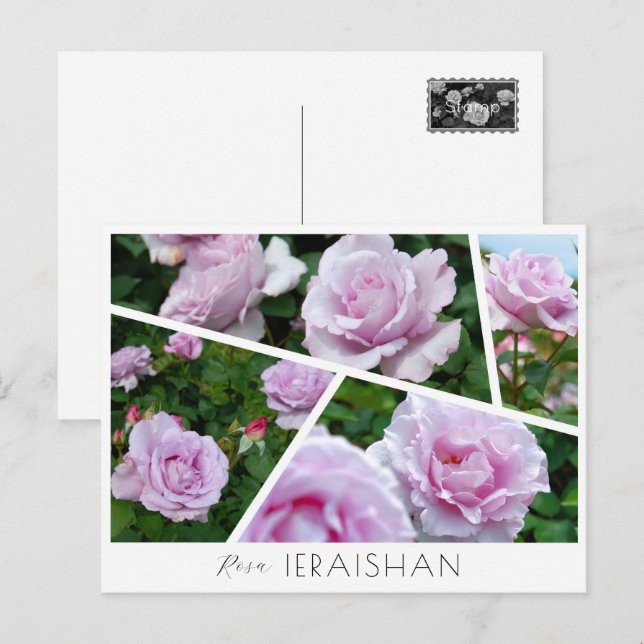Postal Rosa Ieraishan (Anverso / Reverso)