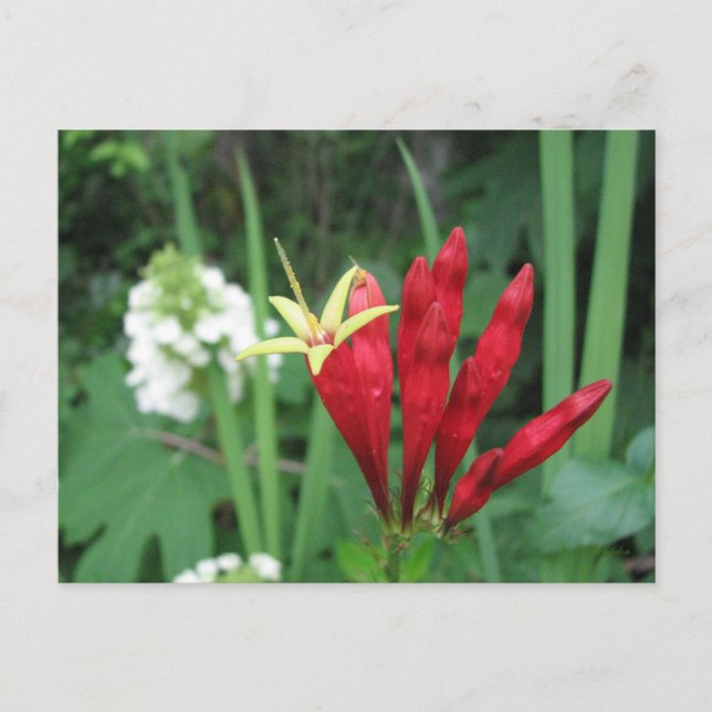 Postal rosa india (Anverso)