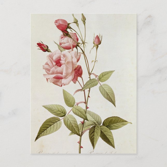 Postal Rosa Indica Vulgaris, de 'Les Rosas (Anverso)