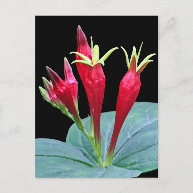 Postal Rosa indio (Anverso)