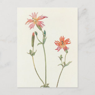 Postal Rosa indio por Margaret Armstrong