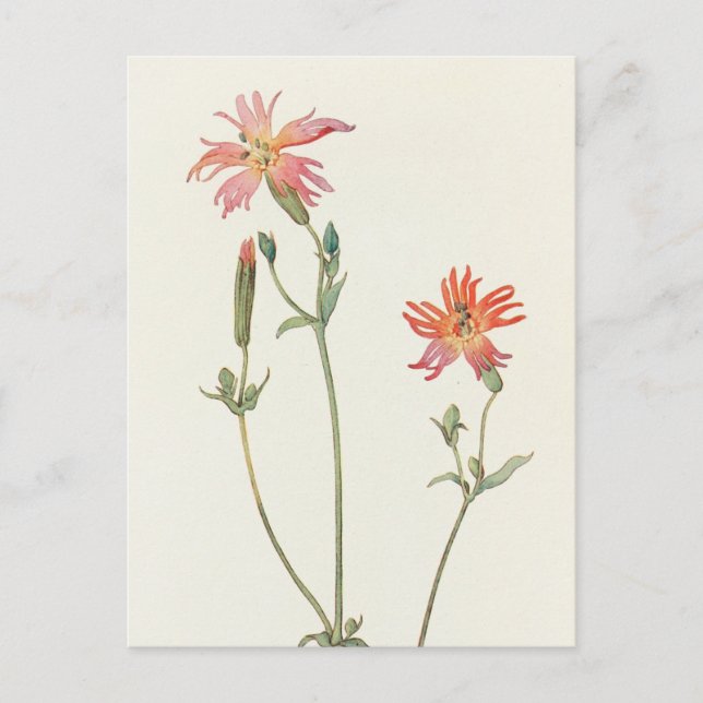 Postal Rosa indio por Margaret Armstrong (Anverso)