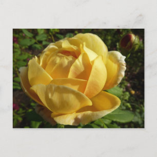 Postal Rosa inglés amarillo