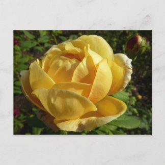 Postal Rosa inglés amarillo