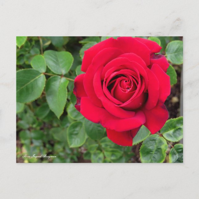 Postal Rosa Ingrid Bergman (Anverso)