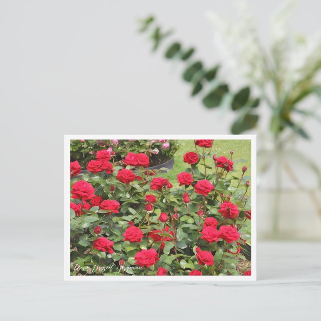 Postal Rosa Ingrid Bergman (Anverso de pie)