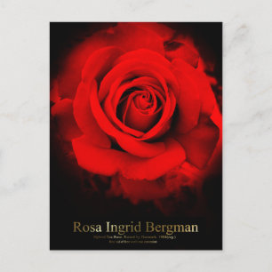Postal Rosa Ingrid Bergman:Postcard