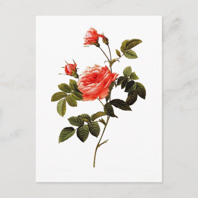 Postal Rosa intermis (Anverso)