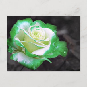 Postal Rosa irlandesa